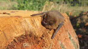 Fledermaus 1 Punkt 6, Gelbensande